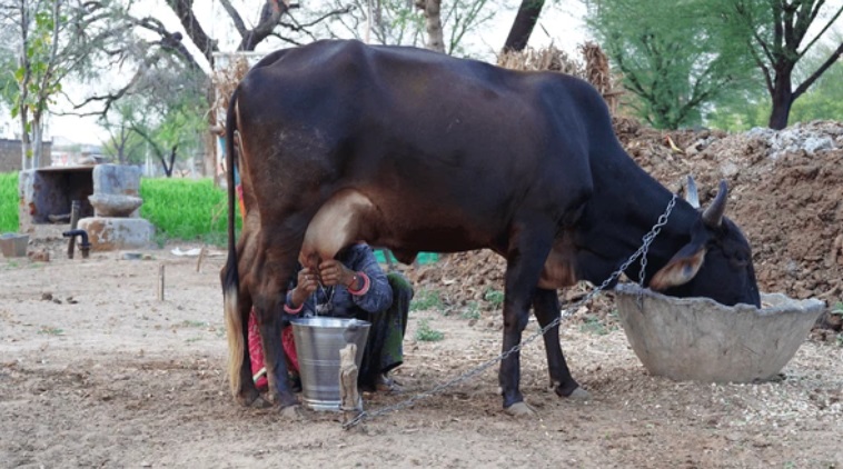 Cow Farming for Rural Stability