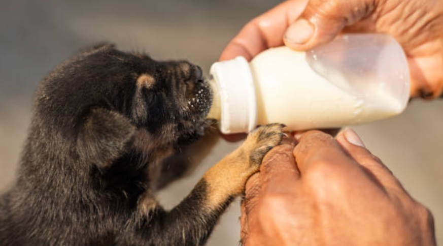 Protect and Care: Animal Welfare Drive