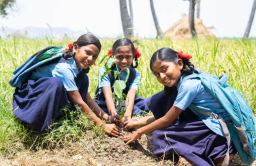 Tree plantation